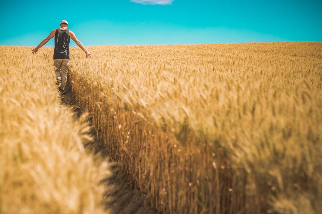 Muž kráčí obilným polem, mzdové tarify v zemědělství, kolektivní smlouva