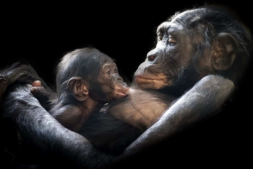 Opice, matka a dítě, civilizace